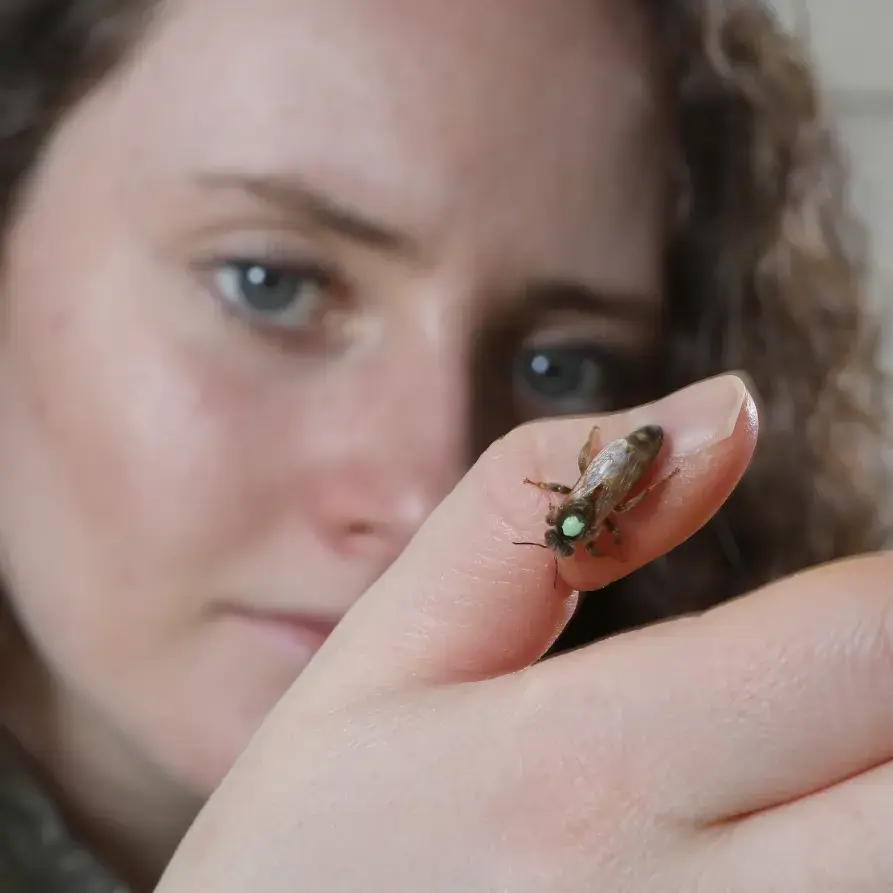 A close-up of a bee resting on a person's fingertip