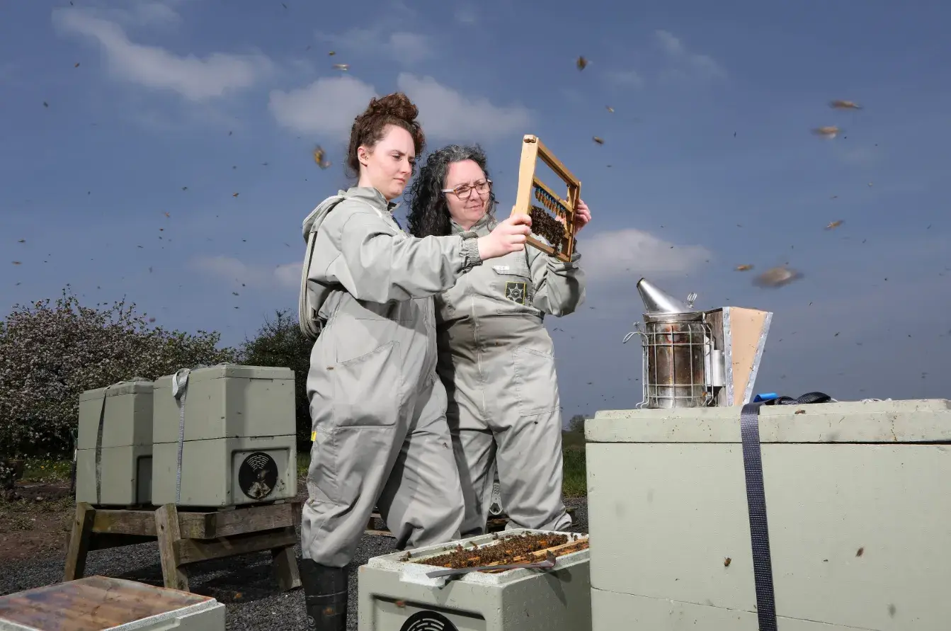 Two beekeepers in protective suits inspecting a frame beside their hives
